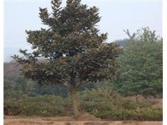 广玉兰，大自然的瑰宝