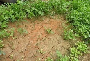 土壤密实度大， 根系伸展困难