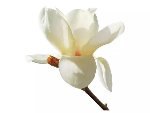 白玉兰：香氛版的玉兰