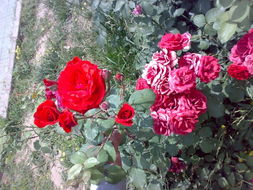 花开花落，生命的轮回