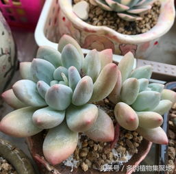多肉分株繁殖时如何正确养护无根侧芽