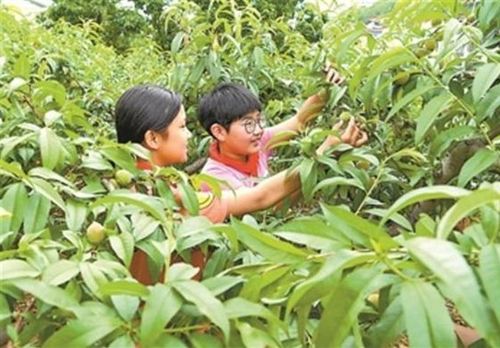 倒挂金钟花的来历