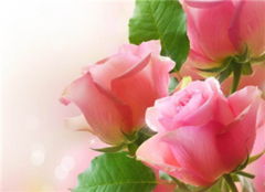 揭秘百合花语：守护之爱，用花的语言表达深情