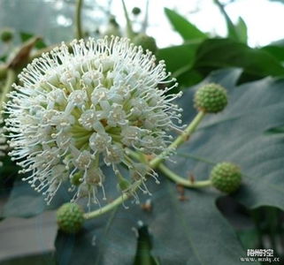 青城山下的八角金盘