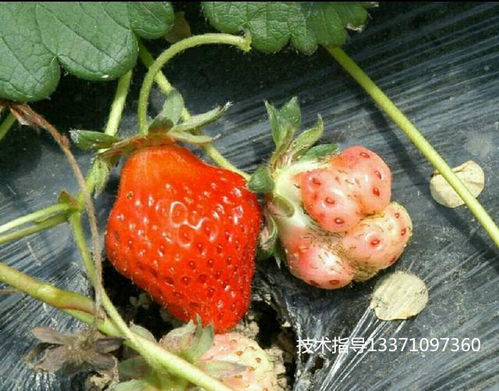 防治草莓病虫害的小技巧