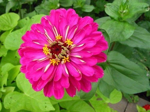 神奇花朵， 花期半年