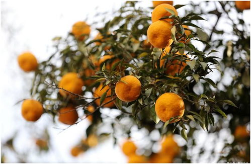 北方橘子树冬季养护攻略，轻松过冬！