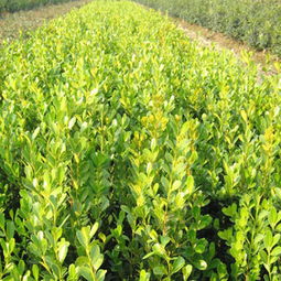 不同规格的黄杨球价格大揭秘