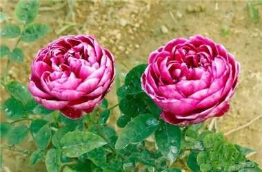 玛丽玫瑰月季的独特魅力