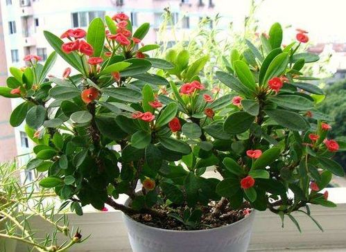 花麒麟花如何养殖？适合哪些土壤和光照