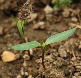 北方干燥区的草种