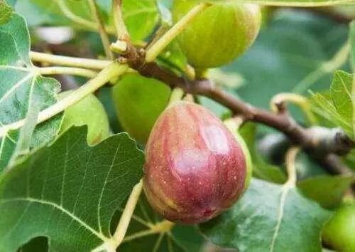 无花果采摘游，以无花果为特色