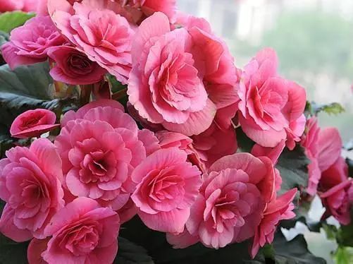 月季：花中的皇后