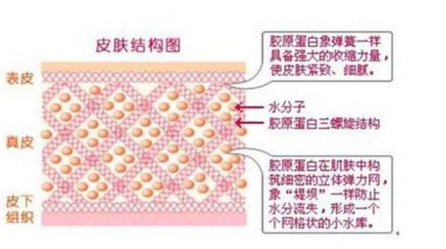 胶原蛋白：肌肤与骨骼的守护者