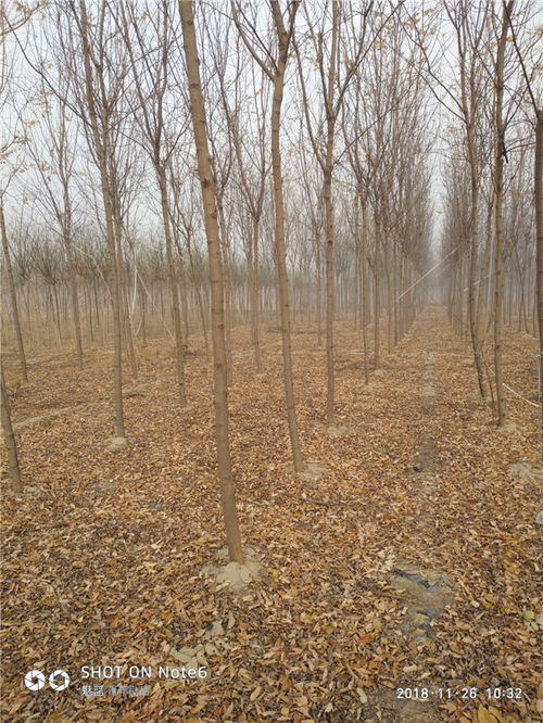 山西苗圃的对比试验