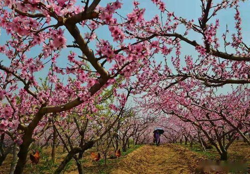 田园花海迎宾朋