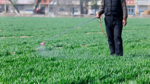 空气湿度大，除草效果才好