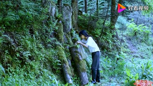 雪松品种大盘点