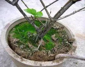 观察植物生长状况：调整浇水频率