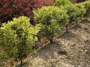 金边黄杨的价格揭秘