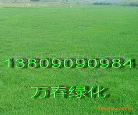 3、草坪草品种差异