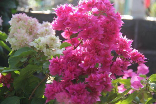 三角梅的爆花技巧