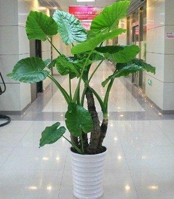 室内盆栽滴水观音，滴水观音图片大全