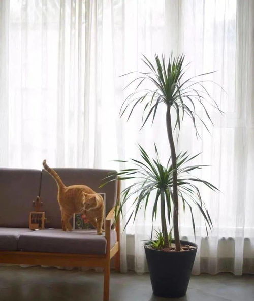 万年青与金鱼草，好运连连