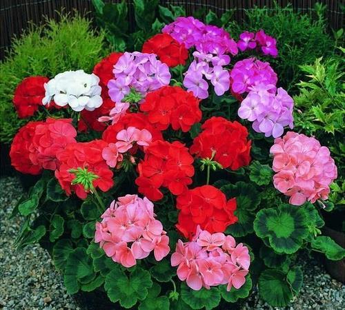 养鱼水浇花，能让花更旺吗