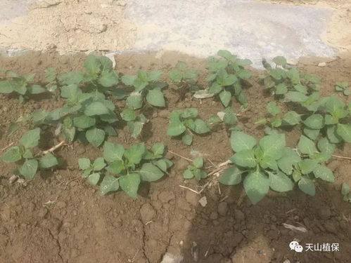 乙草胺的作用机理