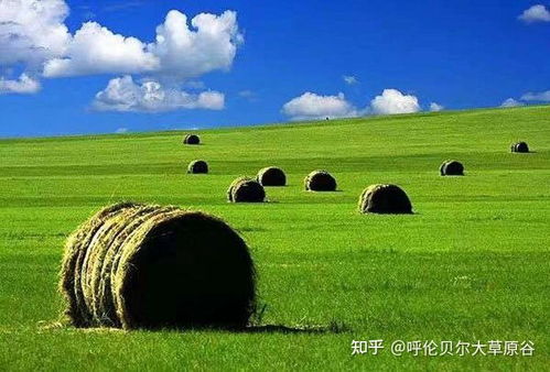 长刺蒺藜草：耐旱耐寒