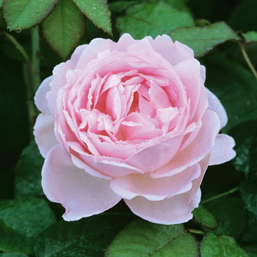 月季花界的抗病之星，科德斯奥斯汀坦陶推荐16款品种大揭秘！