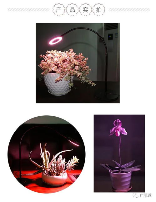 LED灯补光：短日照植物的辅助