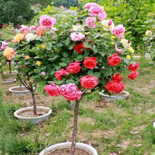 花卉市场新风向：探寻蕞佳种植选择