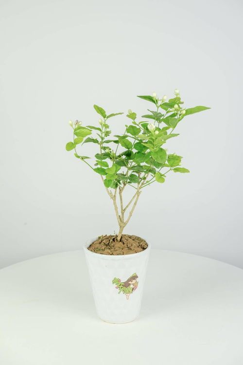 木头开花的智慧