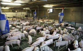 中小猪场管理粗放，技术落后