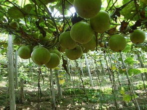 罗汉果：自然界的甜蜜守护者