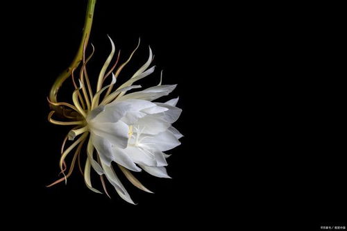昙花何时绽放？