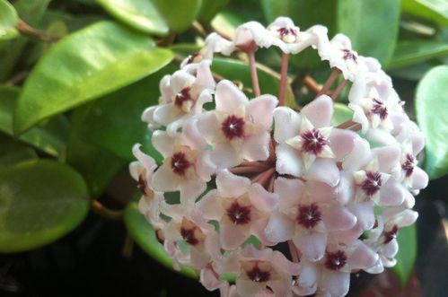 十年老桩开花越来越少，怎么办？