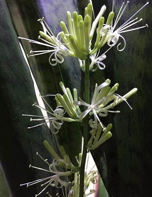 自问自答：从买种子到出苗要几步？