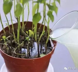 一下淘米水浇吊兰的小技巧