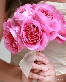 切花月季是啥意思