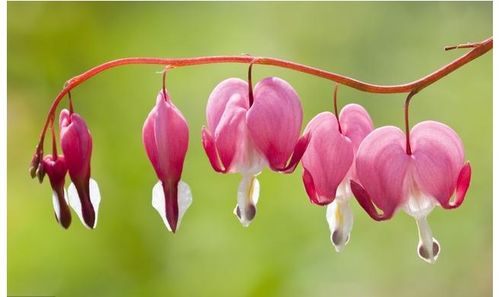 生日花占卜：你的爱情花是什么