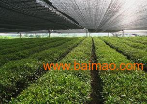 选择合适的遮阳树：樟树与葡萄的对比