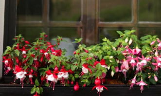 提升花卉甜度：科学管理让花朵更甜美