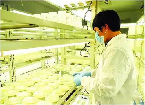 猪场育种提升养殖效益，健全体系势在必行