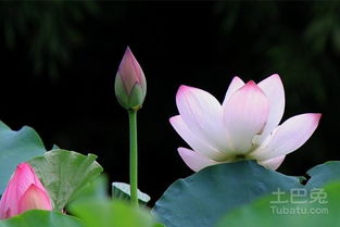 莲花子发芽后如何栽培才能使其茁壮成长