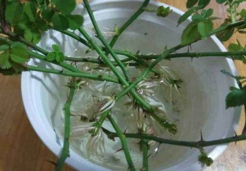 快速生根剂配方中花卉快速生根营养液有哪些成分？