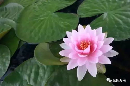 荷花资料大全，核心关键词