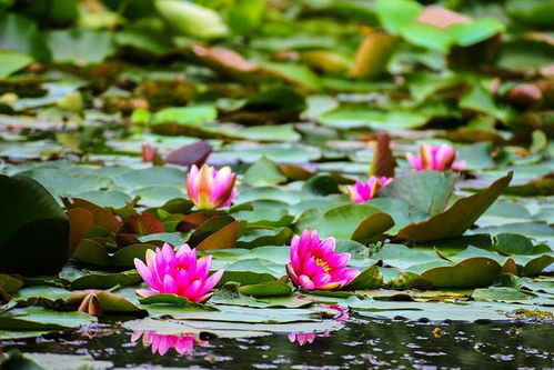气候温暖地区， 睡莲可嫩继续开花或延迟开花